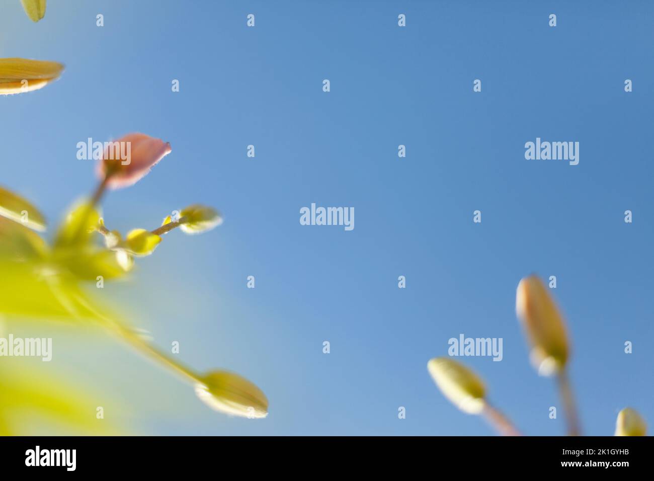 Bunte Blur Blume im Garten mit Bokeh, abstrakten verwischt Blume Hintergrund Stockfoto
