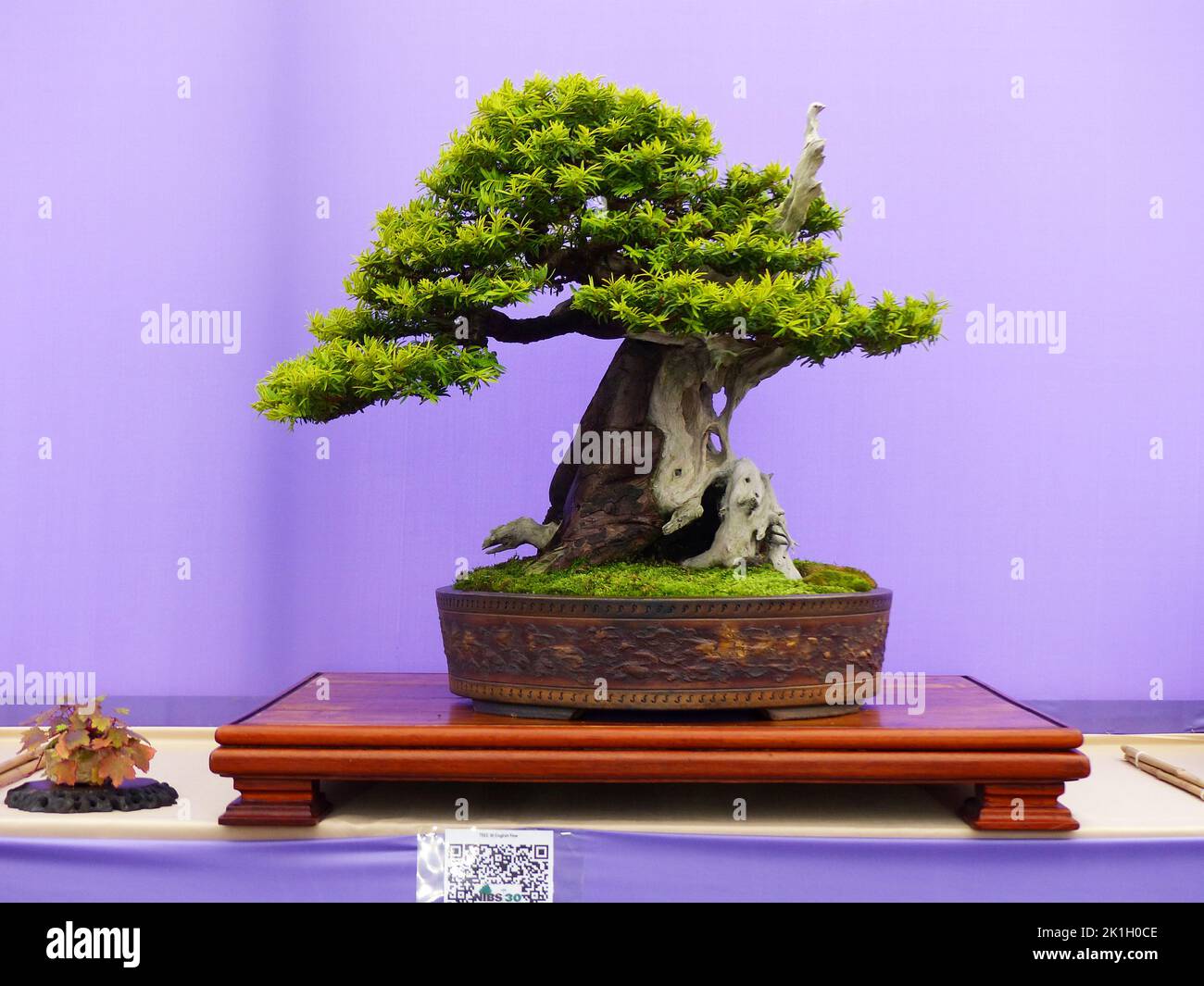 Eibe bonsai -Fotos und -Bildmaterial in hoher Auflsung  Alamy