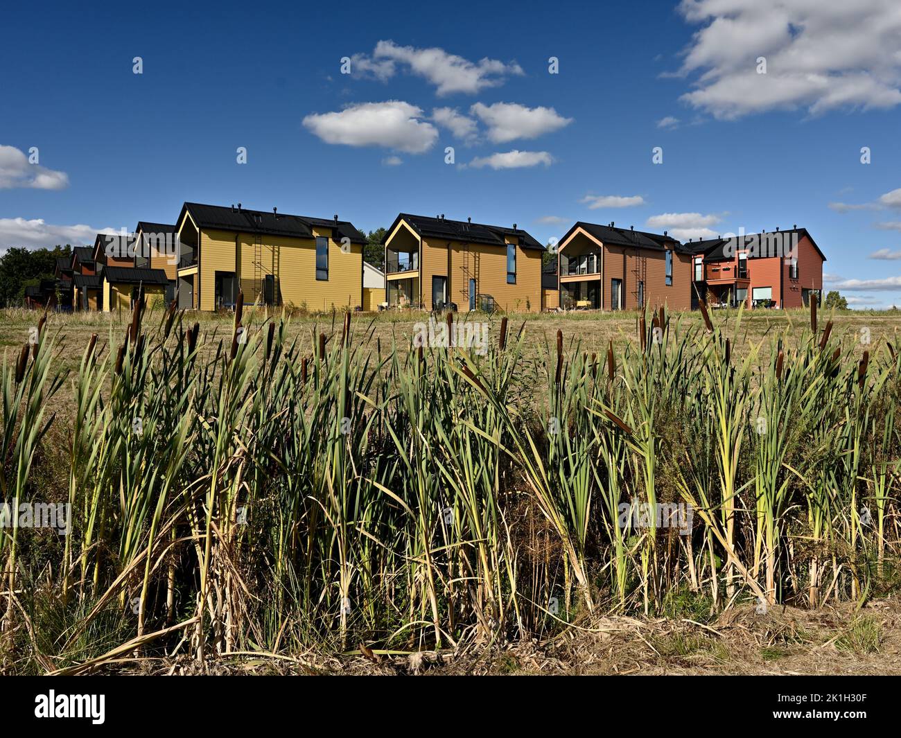 Wohngebiet der typischen Häuser im Sommer in Finnland, Schilf im Vordergrund Stockfoto