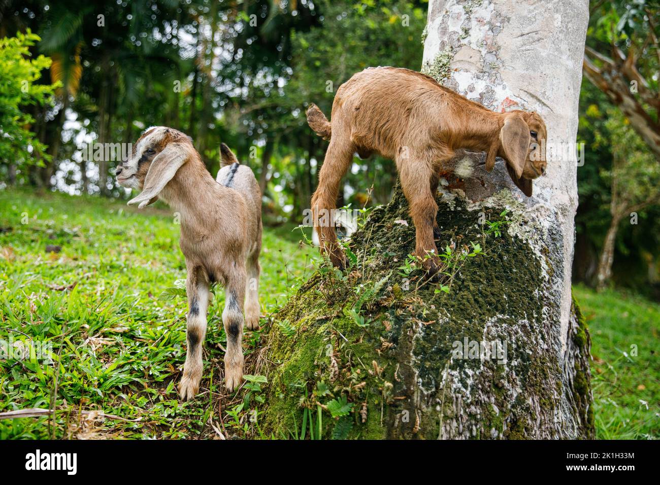 Zwei Ziegenbabys spielen auf einem Bauernhof. Dominikanische republik Stockfoto