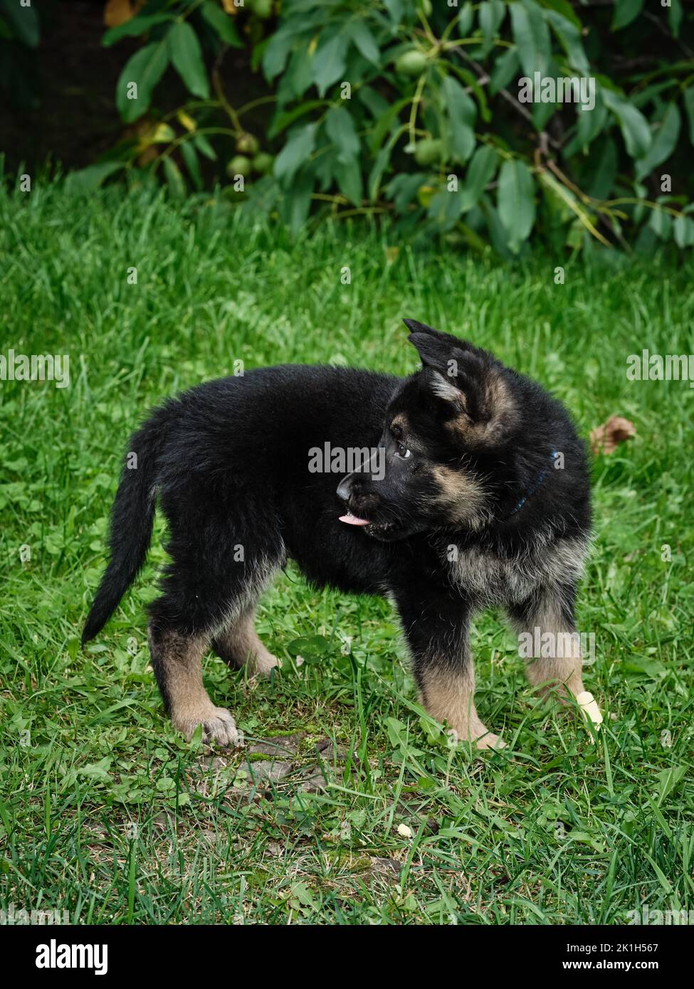Schäferhund, der auf grünem Gras steht, blickt mit verspielter Neugier in einer natürlichen Gartenumgebung zurück. Stockfoto