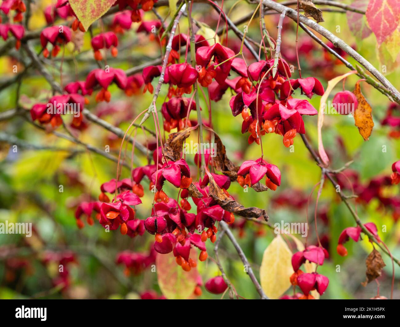 Rote Herbsthüllen und orangefarbene Früchte des winterharten Koraen-Spindelstrauch Euonymus planipes Stockfoto