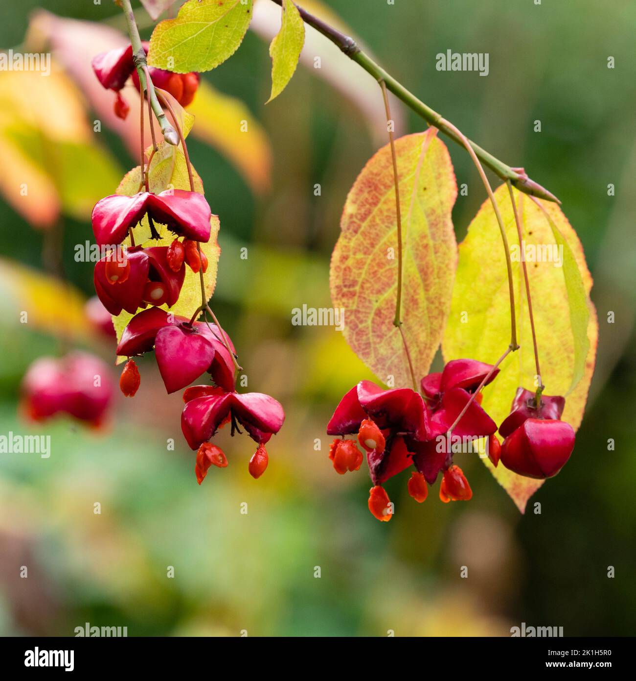 Rote Herbsthüllen und orangefarbene Früchte des winterharten Koraen-Spindelstrauch Euonymus planipes Stockfoto
