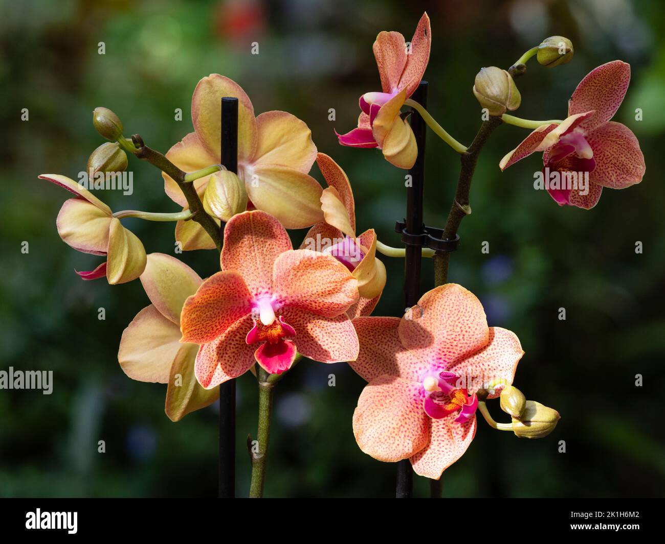 Rot gefleckte Blüten einer zarten Hauspflanze Phalaenopsis Hybrid, Mottenorchidee Stockfoto