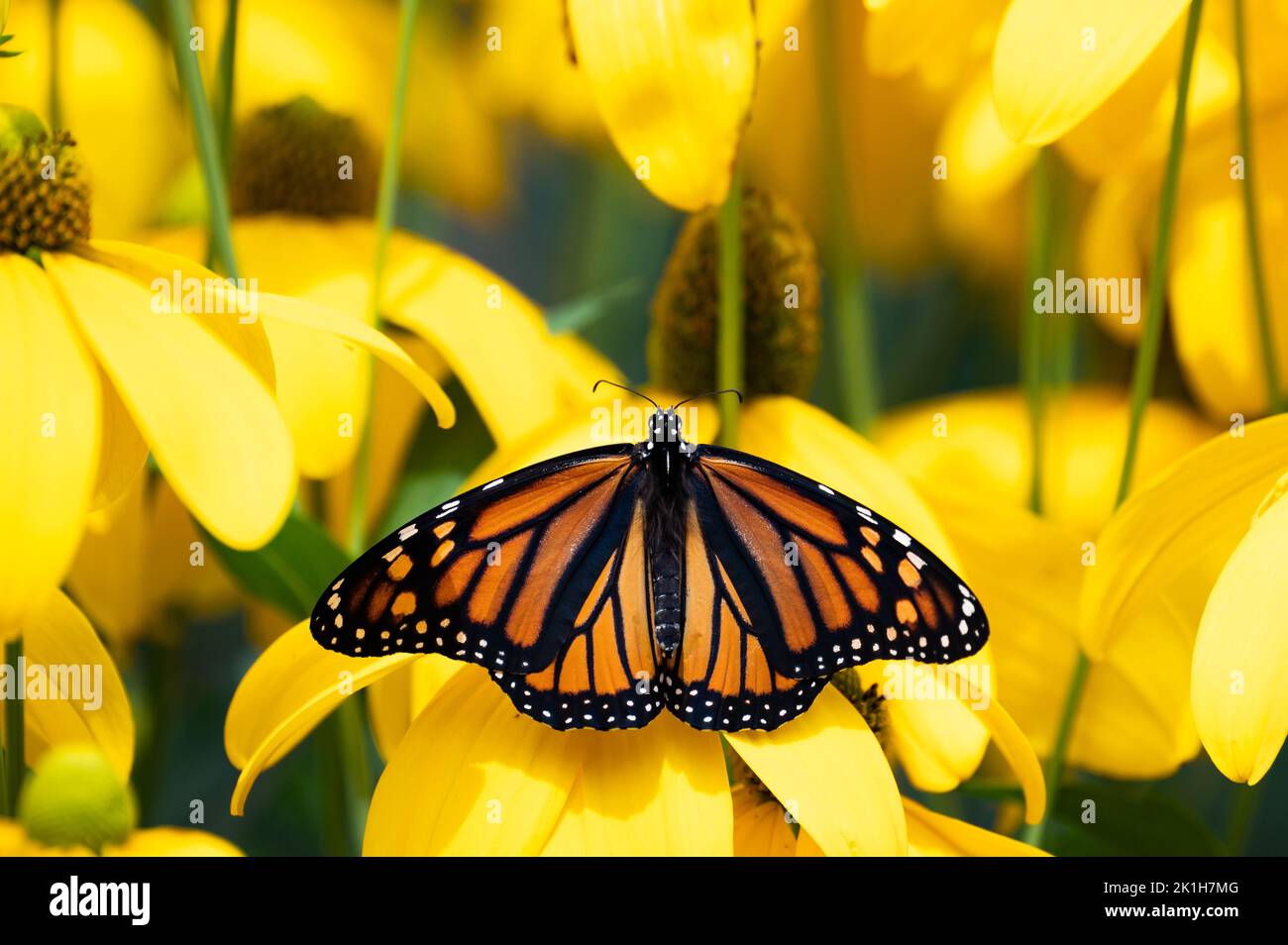 Ein Monarch Butterfly, Danaus plexippus, trocknet seine Flügel und bestäubt eine Rudbeckia Blume in einem Garten in Speculator, NY, USA Stockfoto