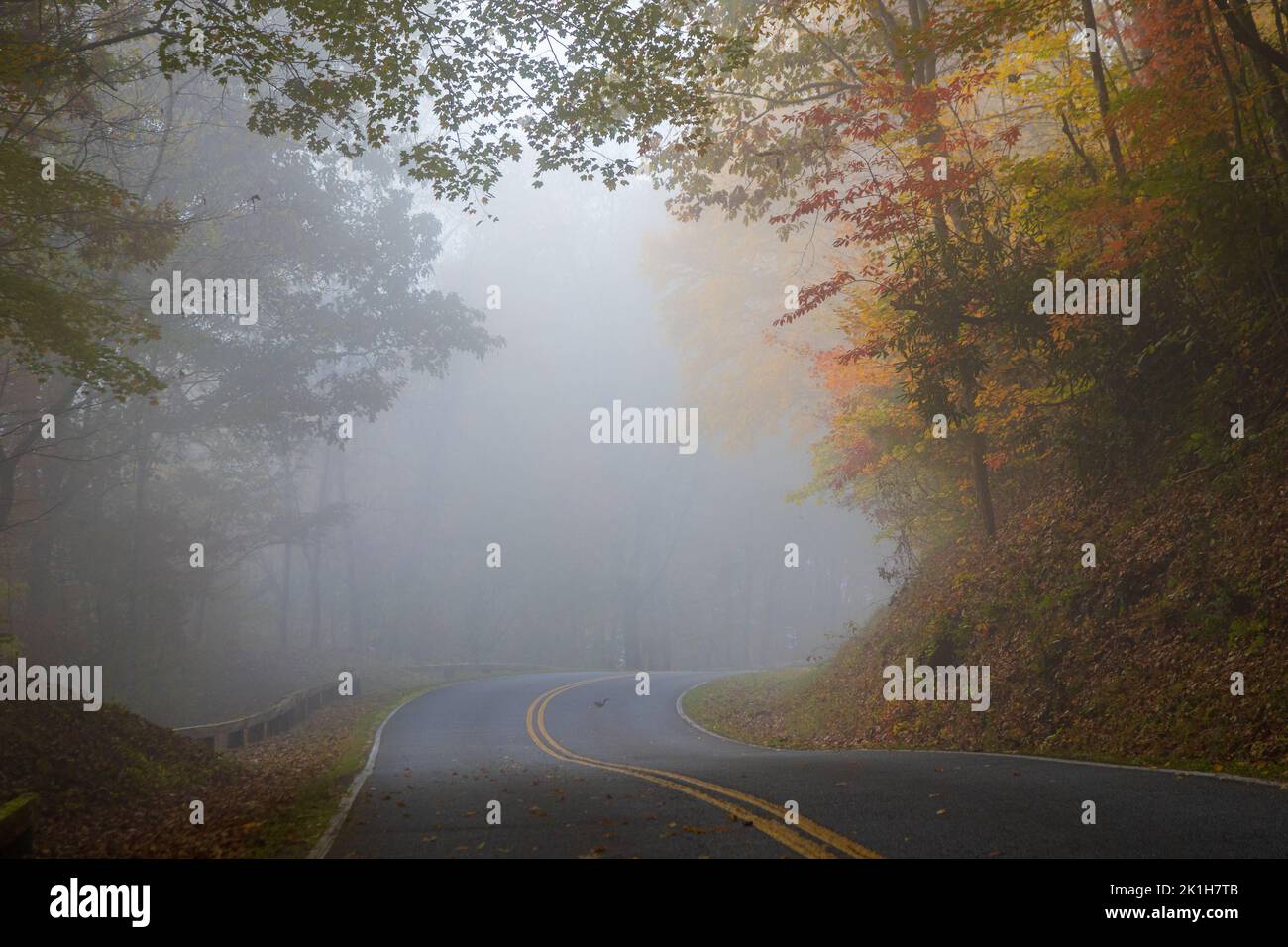 Foto einer nebligen Straße am frühen Morgen im Herbst in den Smokies Stockfoto