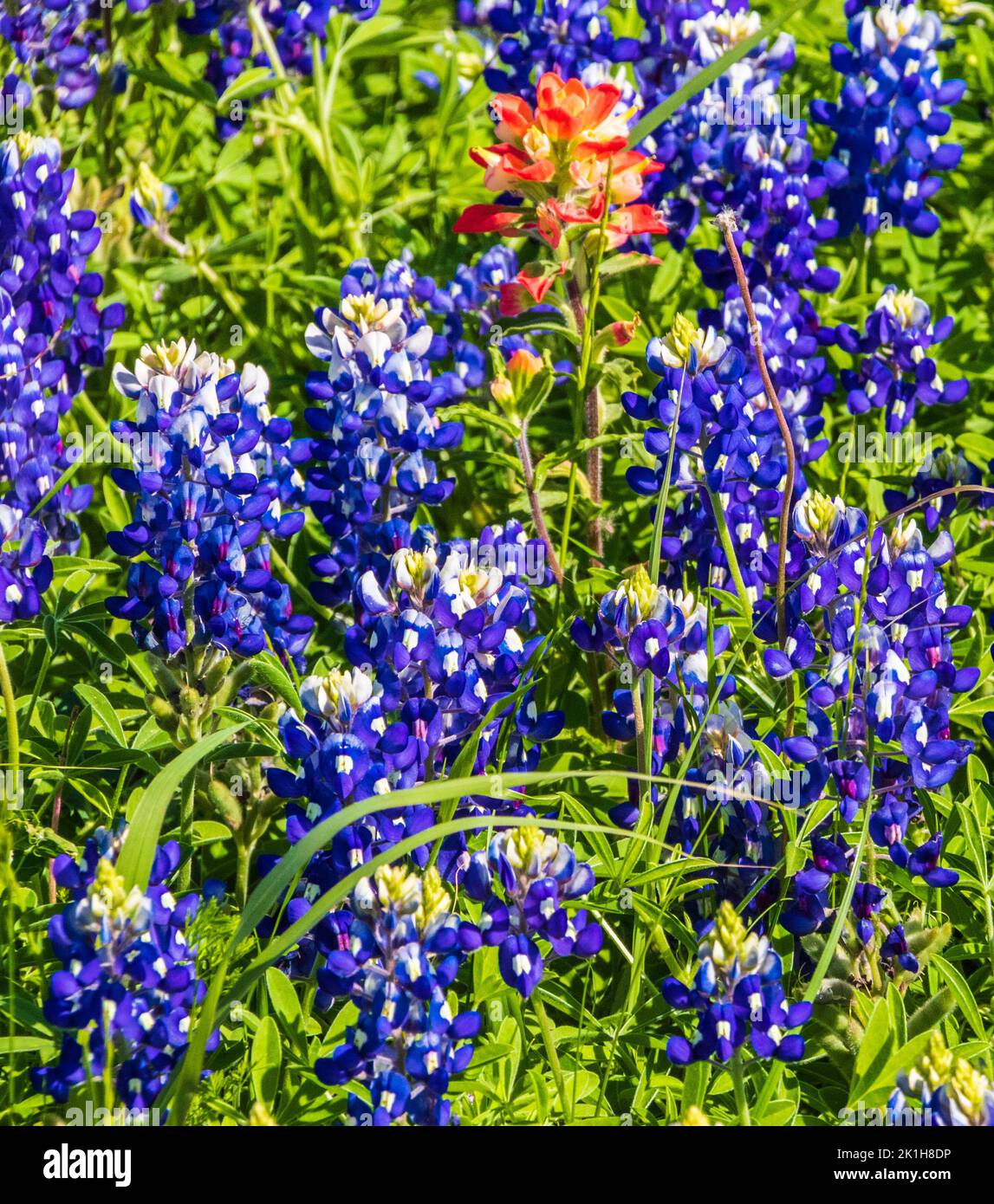 Felder von Texas Wildblumen im April in der Nähe von Whitehall, Texas. Stockfoto