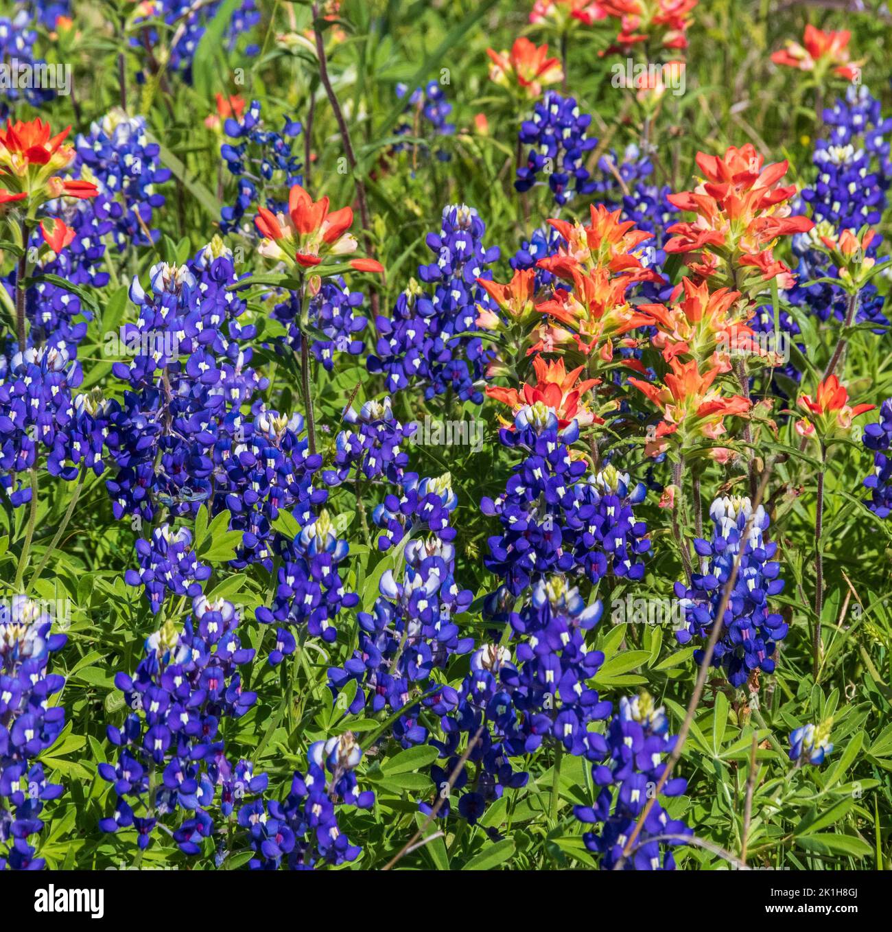 Felder von Texas Wildblumen im April in der Nähe von Whitehall, Texas. Stockfoto