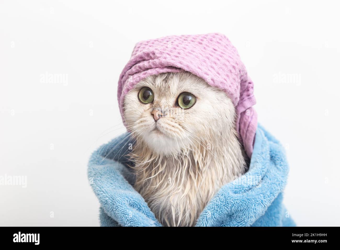 Lustige Katze, nach dem Baden, in ein blaues Handtuch in einer violetten Mütze auf dem Kopf gewickelt Stockfoto