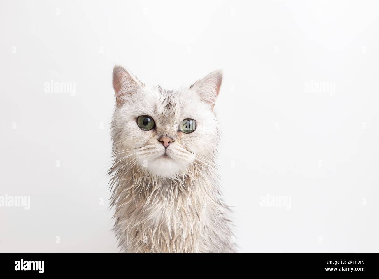 Lustige nasse weiße niedliche Katze, nach dem Baden, auf weißem Hintergrund Stockfoto