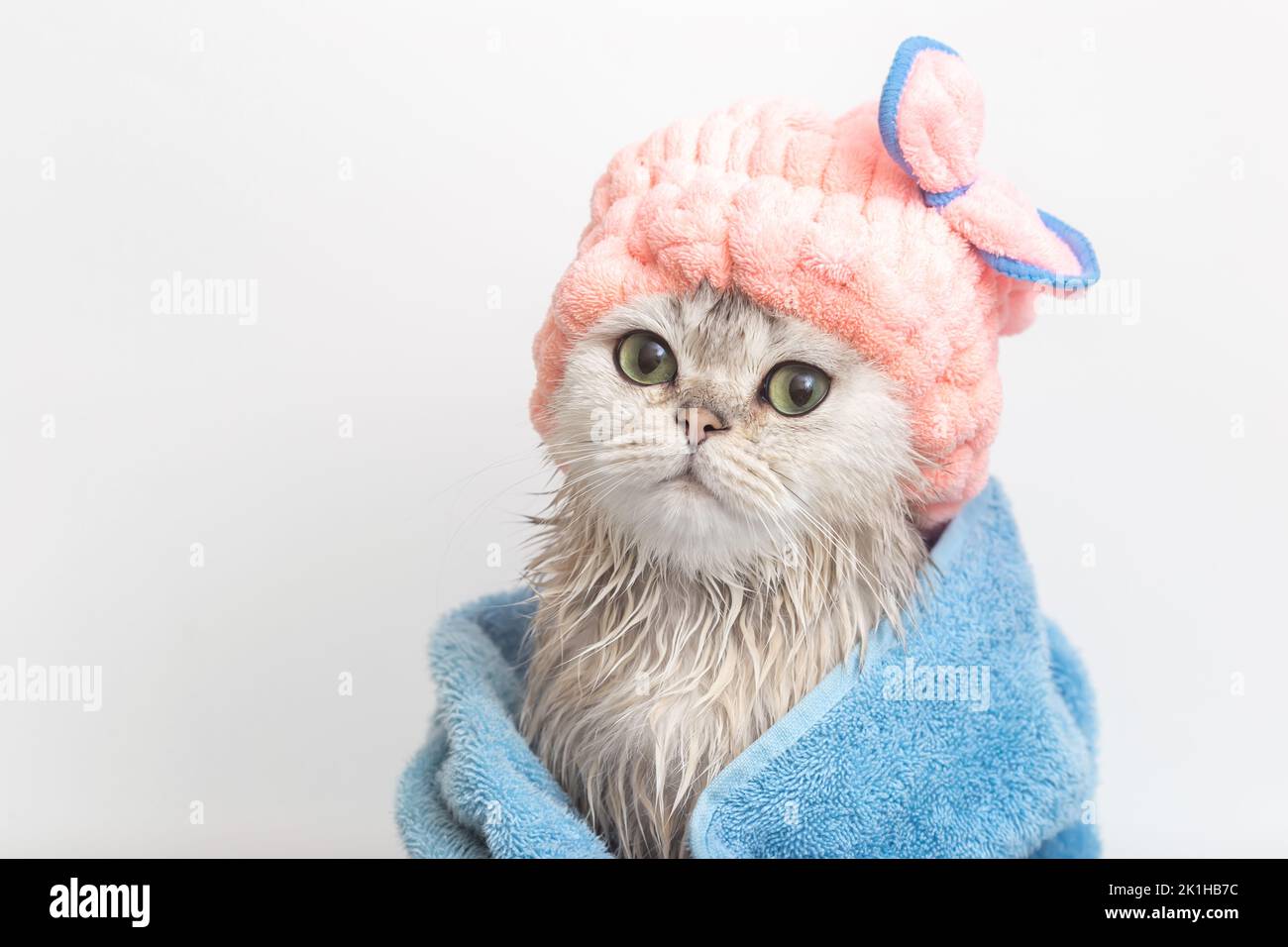 Süße, nasse, weiße, süße Katze, nach dem Baden, in ein blaues Handtuch gewickelt, in eine rosa Frottee-Mütze auf dem Kopf Stockfoto