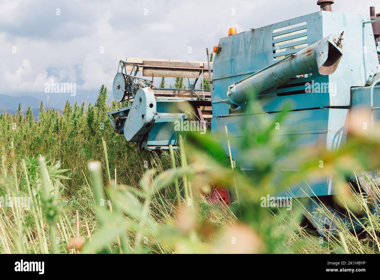 Harvester sammelt Hanfpflanzen auf der Plantage. CBD-Hanfpflanze für den kommerziellen Gebrauch Stockfoto