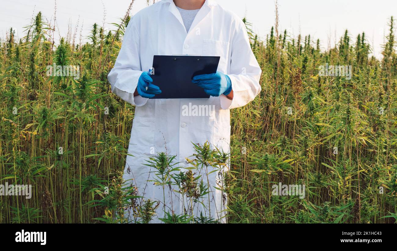 Wissenschaftler in einem weißen Mantel, mit blauen Schutzhandschuhen, die Daten schreiben, die durch die Untersuchung von Cannabispflanzen auf CBD-Hanffeld gesammelt wurden Stockfoto