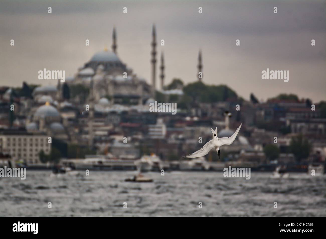 Möwe oder Seeschwalbe auf der Suche nach Nahrung, Istanbul-Silhouette im Hintergrund, Istanbul-Foto aus einem anderen Blickwinkel Stockfoto