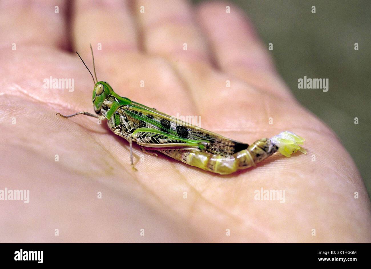 Eine Pestheuschrecke legt weiterhin Eier auf die Hand. Stockfoto