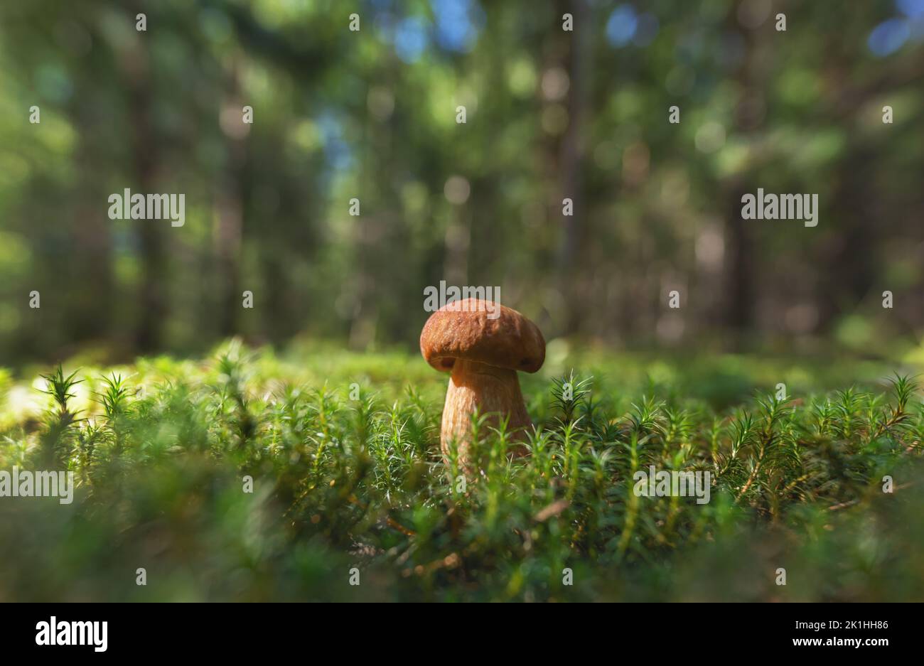 Der weiße Pilz wuchs auf einer moosbedeckten Waldlichtung zwischen hohen Bäumen Stockfoto