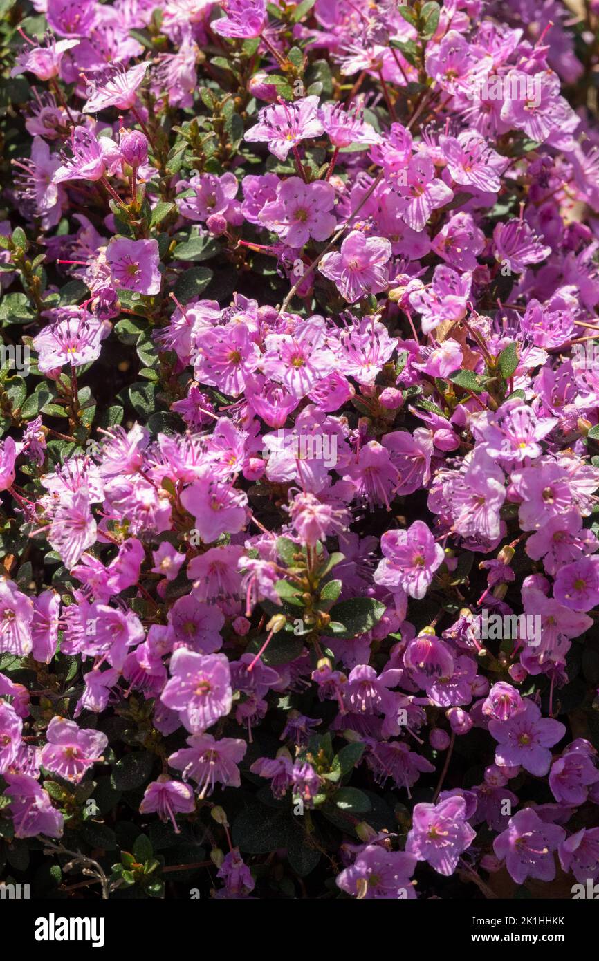 Bodenbedeckung Pflanze, Rosa Blumen, Kalmiopsis leachiana, Oregon Kalmiopsis Blume, Mehrjährige Stockfoto