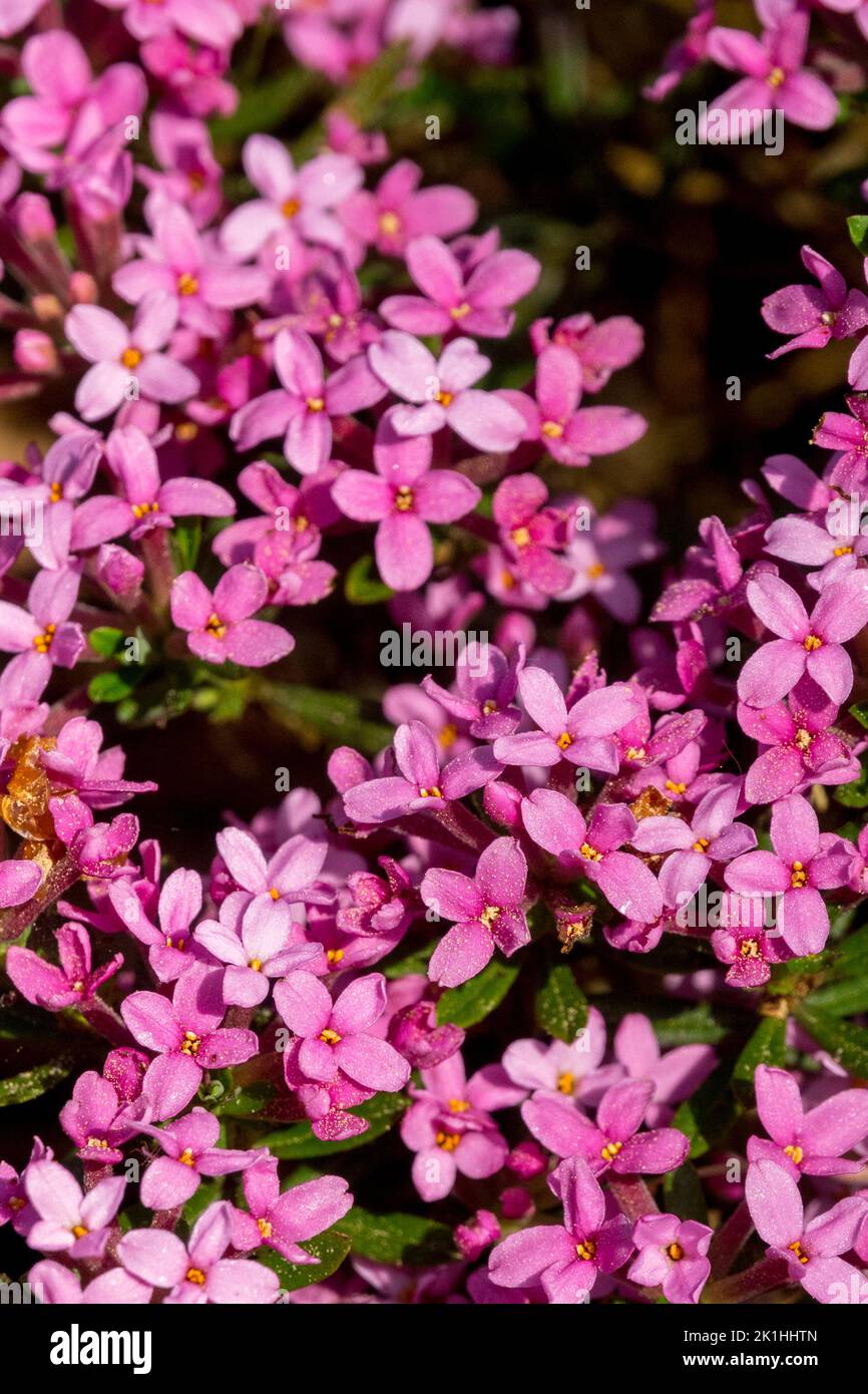 Rose Daphne Cneorum Blumen Garland Blume Daphne, Bodendecke Pflanze Daphne Blume Rosa Rose Daphne Garland Blume Rock Daphne blüht Stockfoto