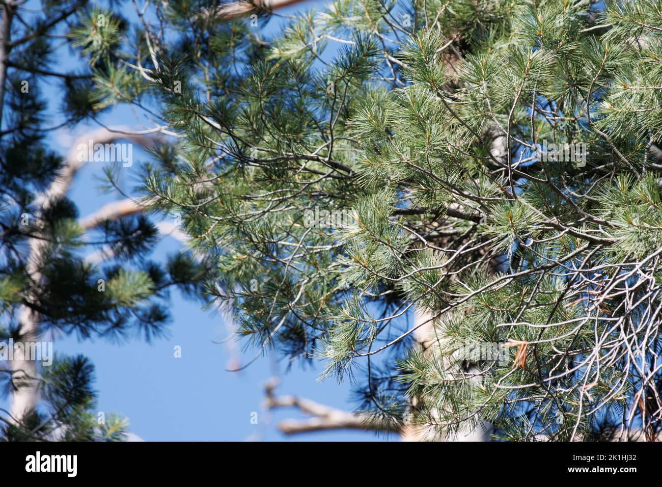 Blau-grüne, gerade pentafasciculate, leicht verdrehte Nadelblätter von Pinus Lambertiana, Pinaceae, einheimischer Baum in den San Jacinto Mountains, Sommer. Stockfoto