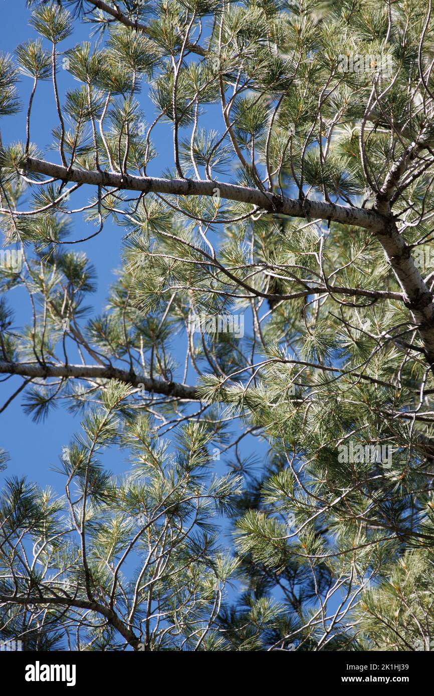 Blau-grüne, gerade pentafasciculate, leicht verdrehte Nadelblätter von Pinus Lambertiana, Pinaceae, einheimischer Baum in den San Jacinto Mountains, Sommer. Stockfoto