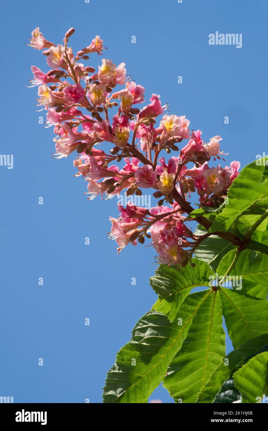 Aesculus x carnea 'Briotii', Blütenkopf Rotes Pferd Kastanie am Ende Zweig des Baumes in voller Blüte Stockfoto