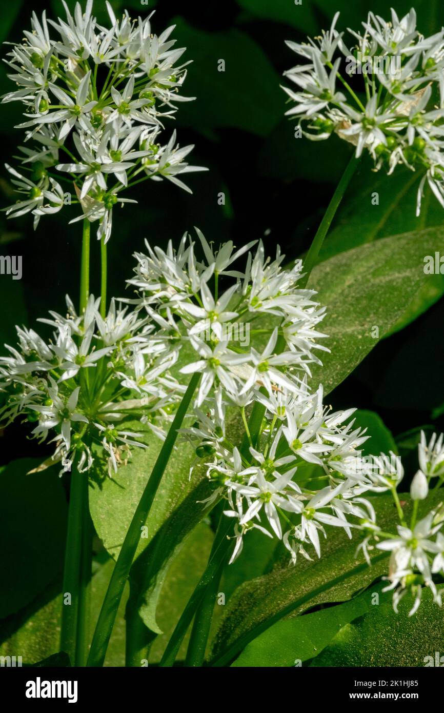 Bärlauch, blühend, Allium ursinum Stockfoto
