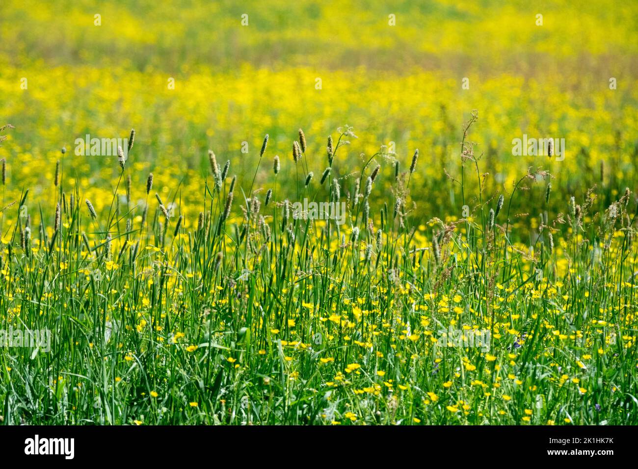 Wiesenfuchsschwanz, Feldgras Farm, Landschaft, grüner Hintergrund, lange Gräser niemand und gelbe Wiesenbutterhalme Stockfoto