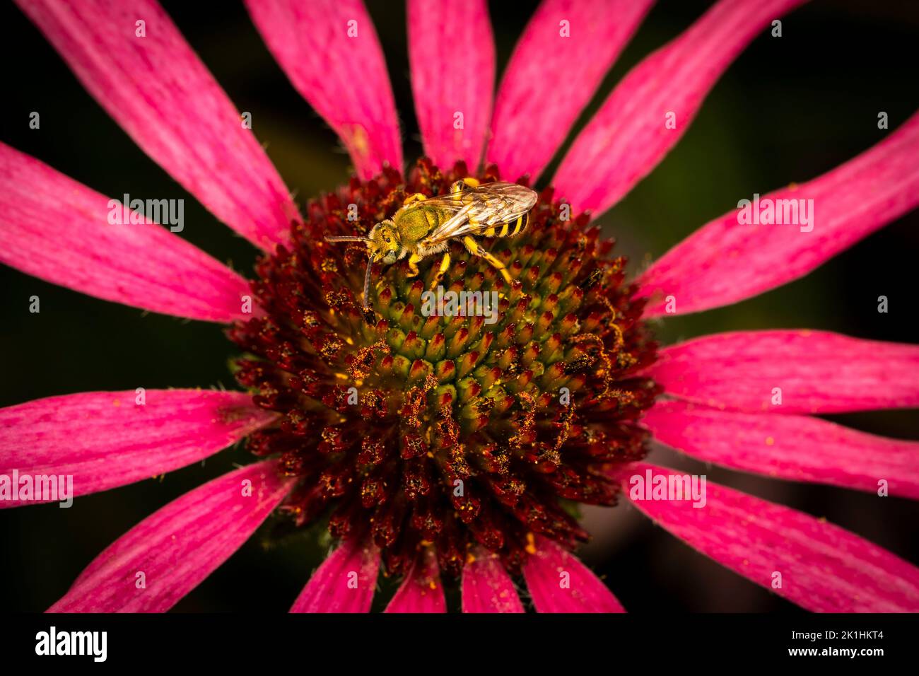 Nahaufnahme einer Bicolored Striped-Sweat-Biene auf einer prächtigen Echinacea-Blume. Stockfoto