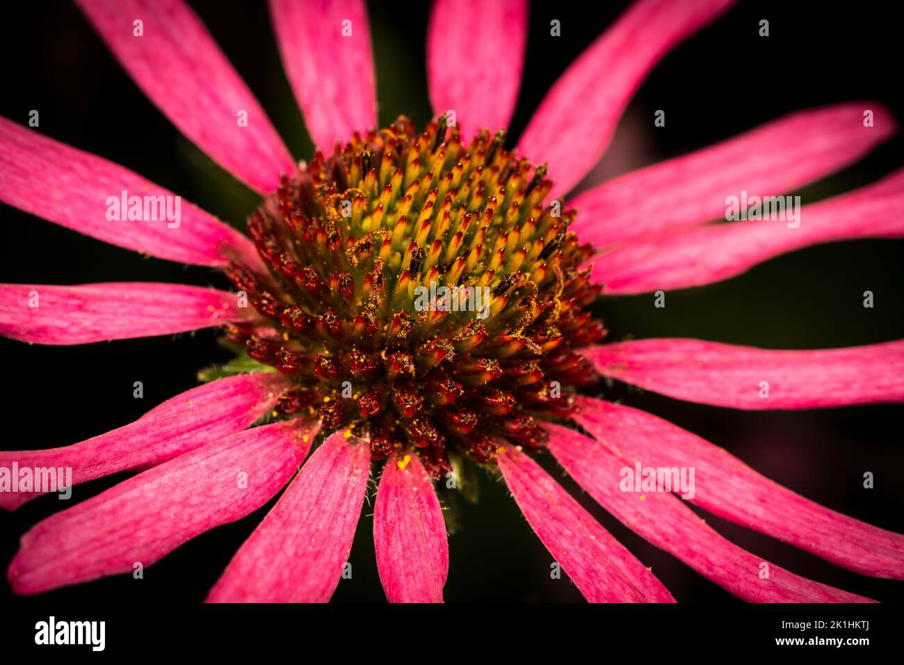 Prächtige Echinacea-Blüte in Nahaufnahme Stockfoto