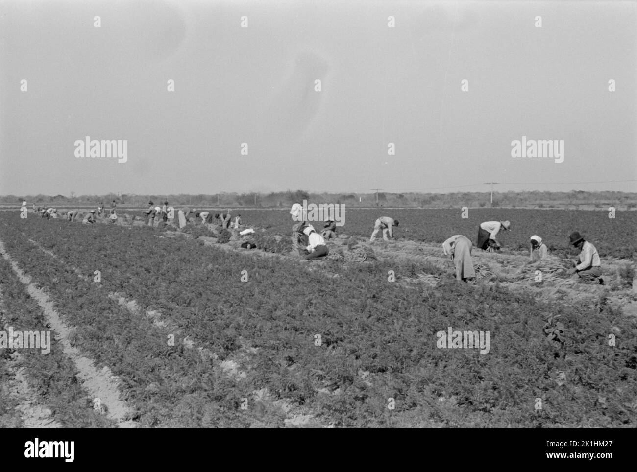 Mexikanische Landarbeiter auf einem Feld, auf dem Karotten geerntet werden. Edinburg, Texas, USA, 1939 Stockfoto