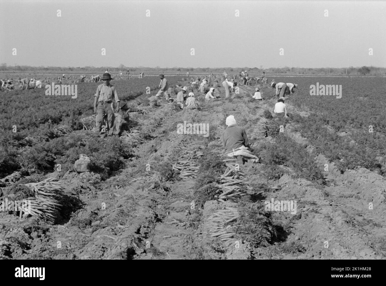 Mexikanische Landarbeiter auf einem Feld, auf dem Karotten geerntet werden. Edinburg, Texas, USA, 1939 Stockfoto