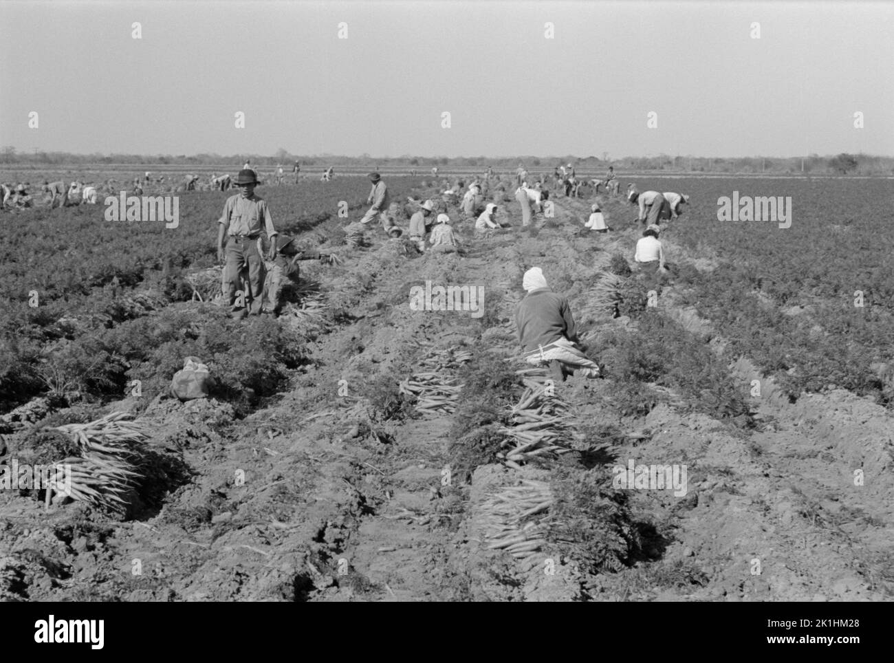 Mexikanische Landarbeiter auf einem Feld, auf dem Karotten geerntet werden. Edinburg, Texas, USA, 1939 Stockfoto