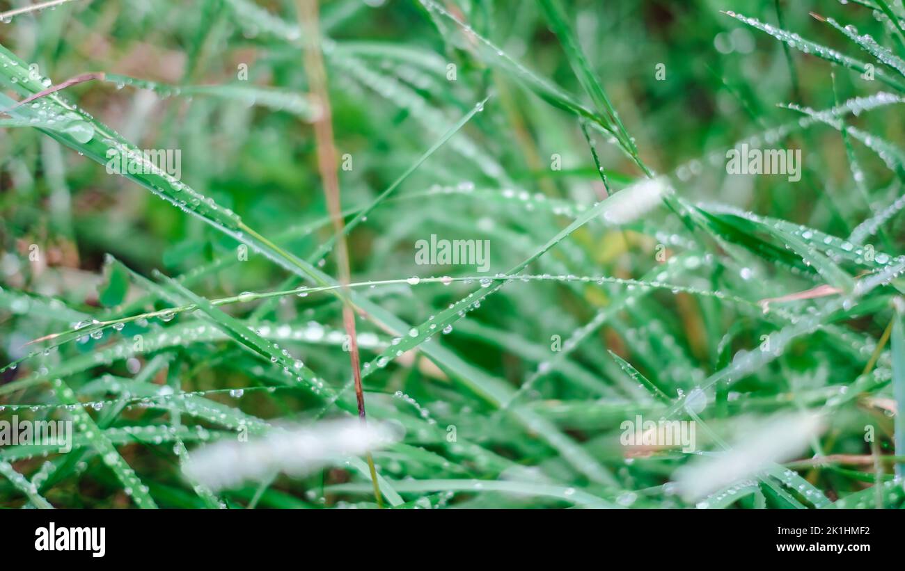 Nahaufnahme des Taus auf dem Gras bei regnerischem Wetter Stockfoto