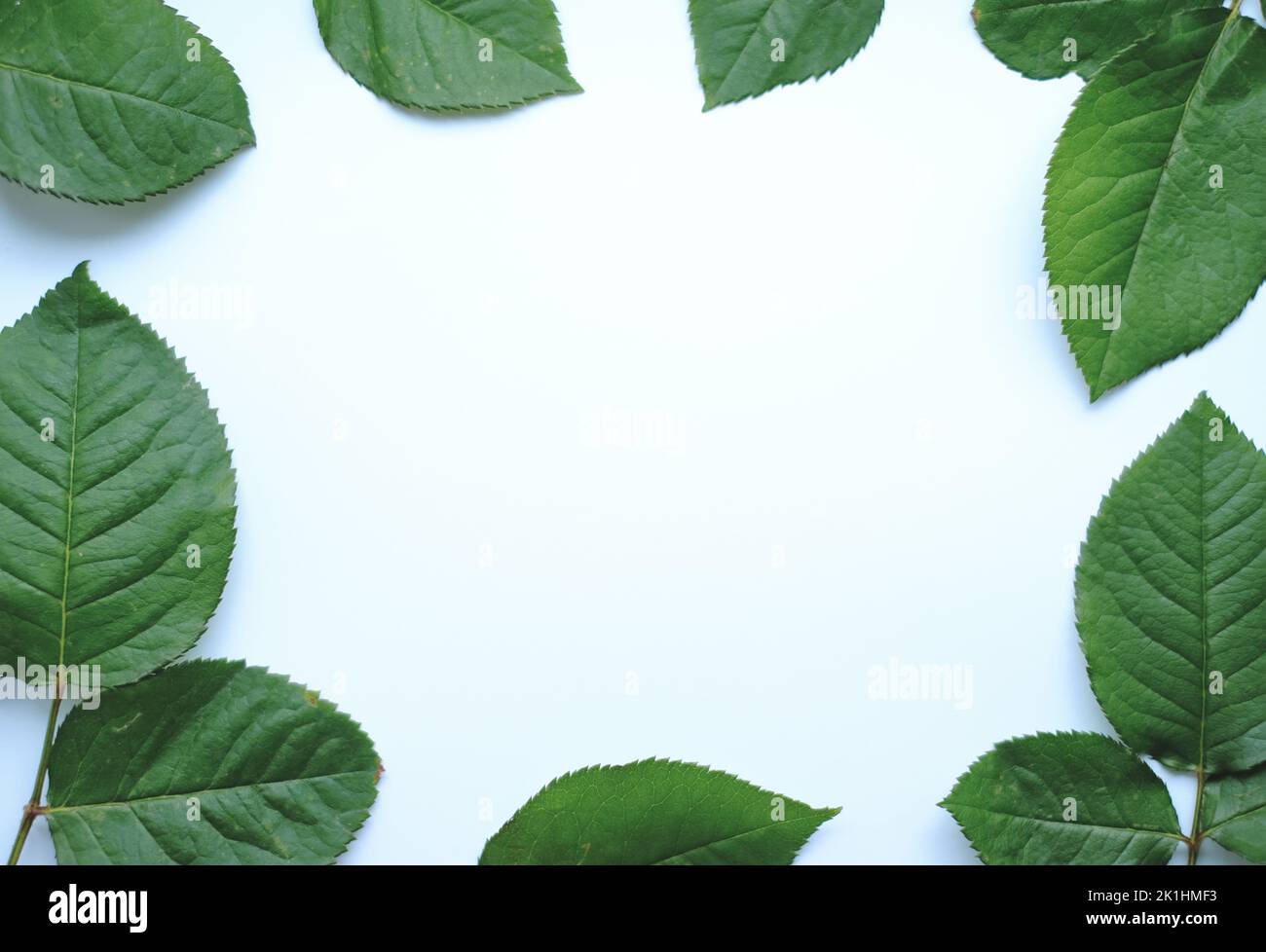 Hinterlässt die Komposition. Rahmen aus grünen Blättern auf weißem Hintergrund. Stockfoto