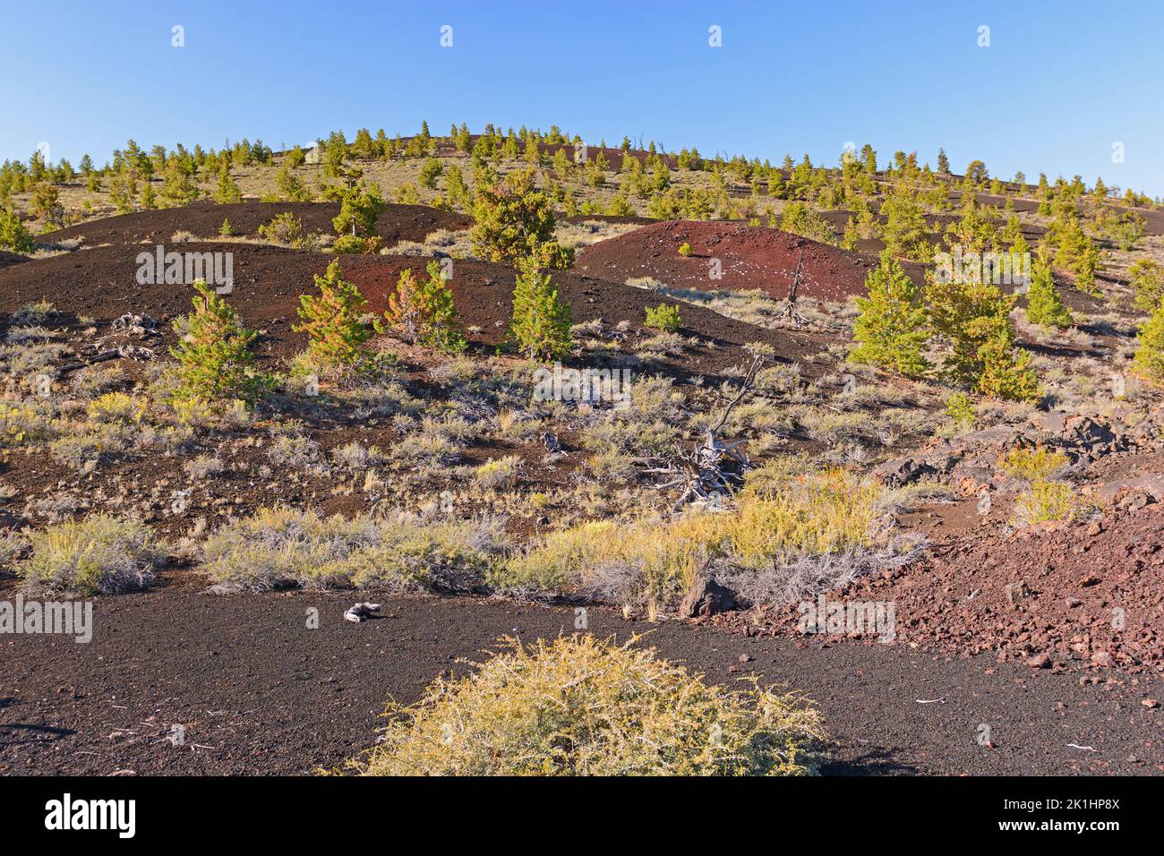 Die Vegetation überwuchert langsam eine vulkanische Landschaft in Craters of the Moon National Monument in Idaho Stockfoto
