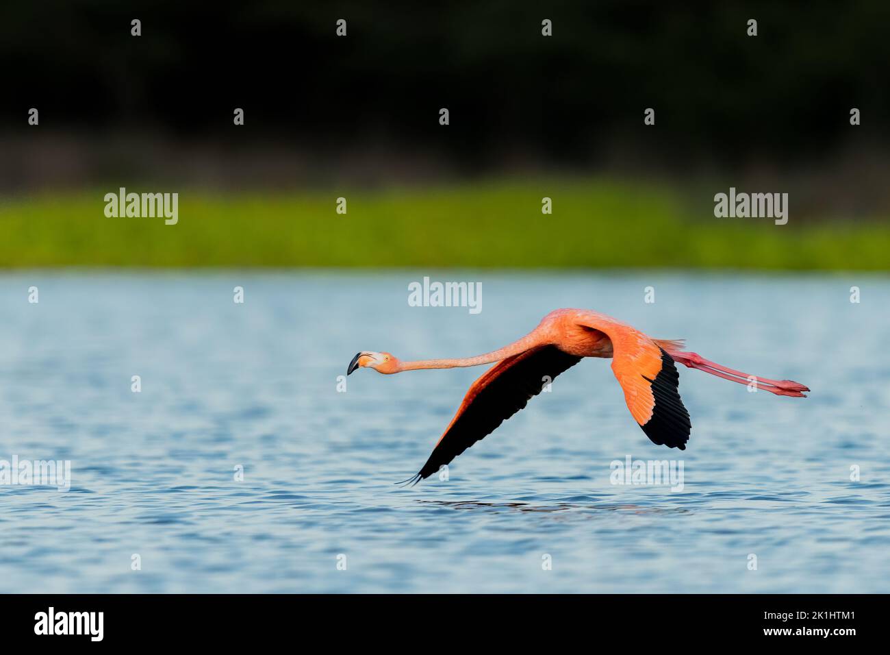 American Flamingo fliegt im Morgengrauen über einen See Stockfoto