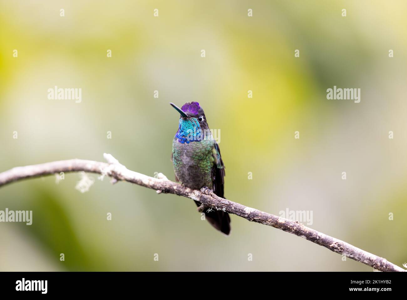 Talamanca Kolibri thront auf einem Ast Stockfoto