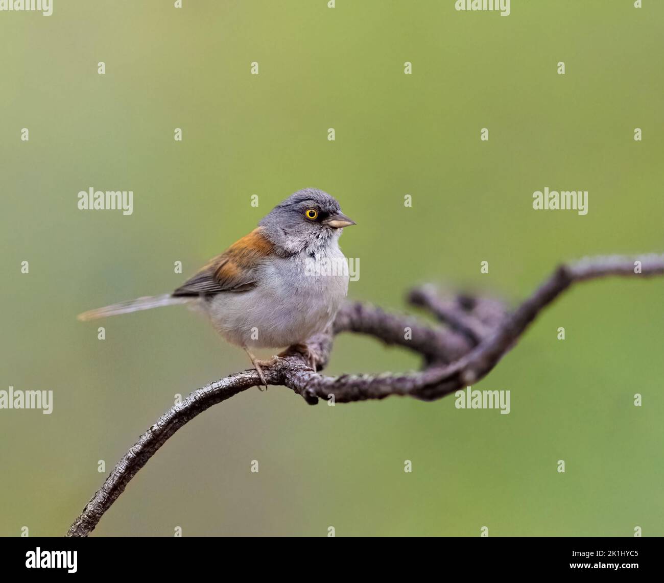 Gelbäugige junco thronte auf einem Ast Stockfoto