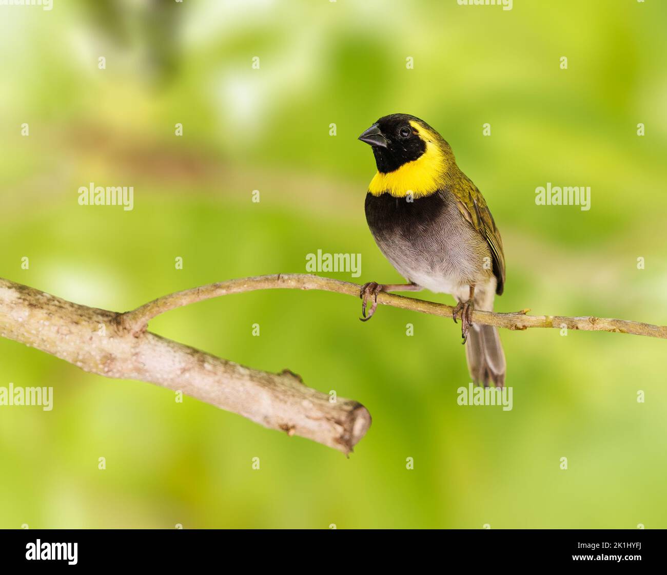 Cuban Grassquit thront auf einem Baumzweig Stockfoto