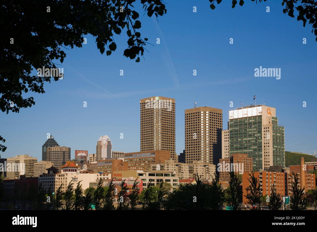 Complexe Desjardins und Hydro Quebec Gebäude wurden im Frühjahr durch Silhouetten von Laubbäumen eingerahmt, in Montreal, Quebec, Kanada. Stockfoto