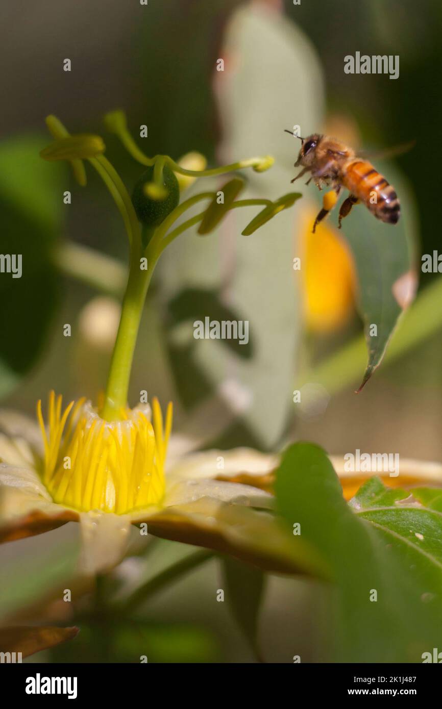 Westliche Honigbiene (APIs mellifera) schwebt gegen Ende des Winters und Anfang des Frühlings über einer einheimischen Passionsfrucht (Passiflora herbertiana). Stockfoto