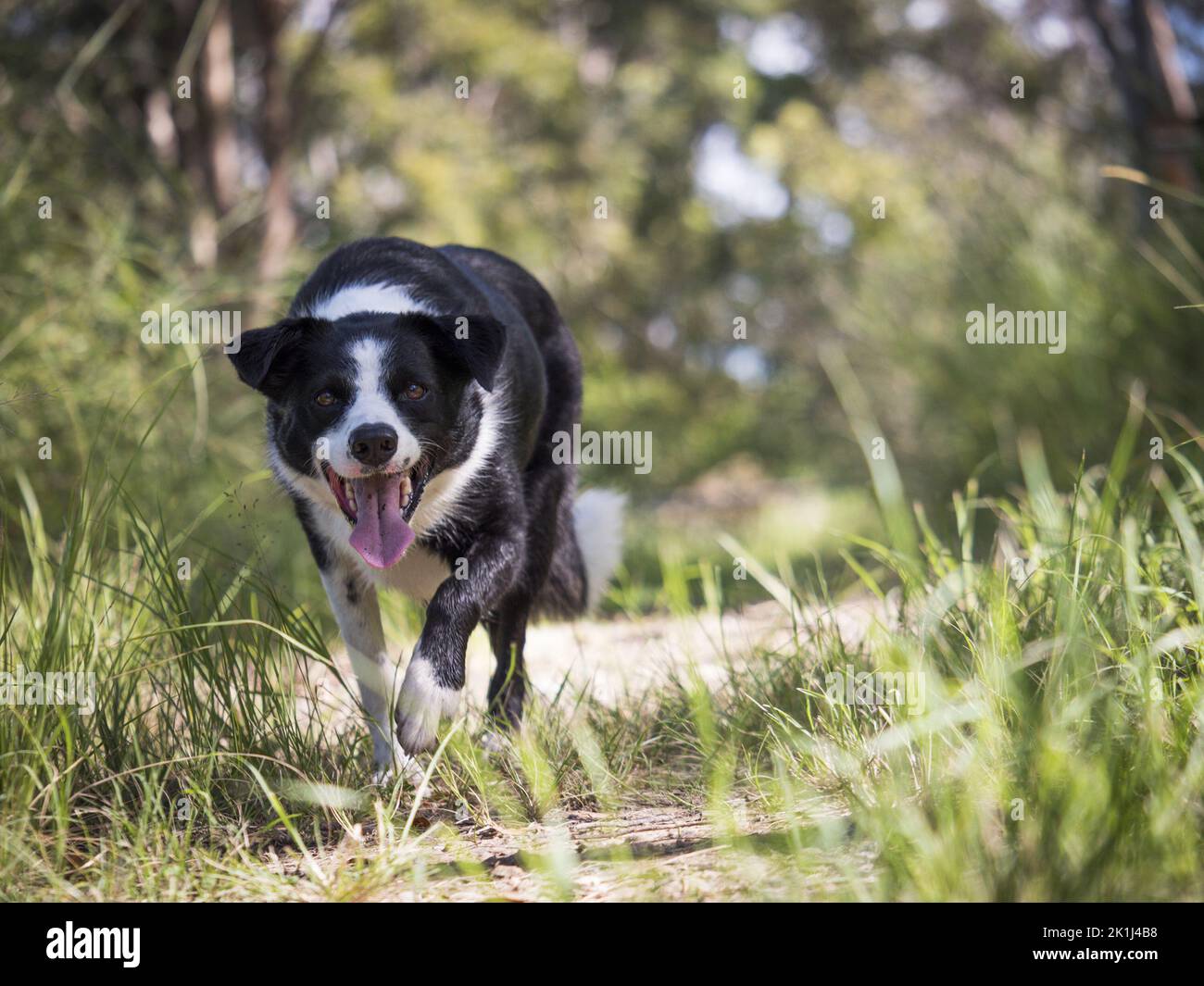 Border Collie (Canis familiaris) nähert sich dem Fotografen und keucht. Stockfoto