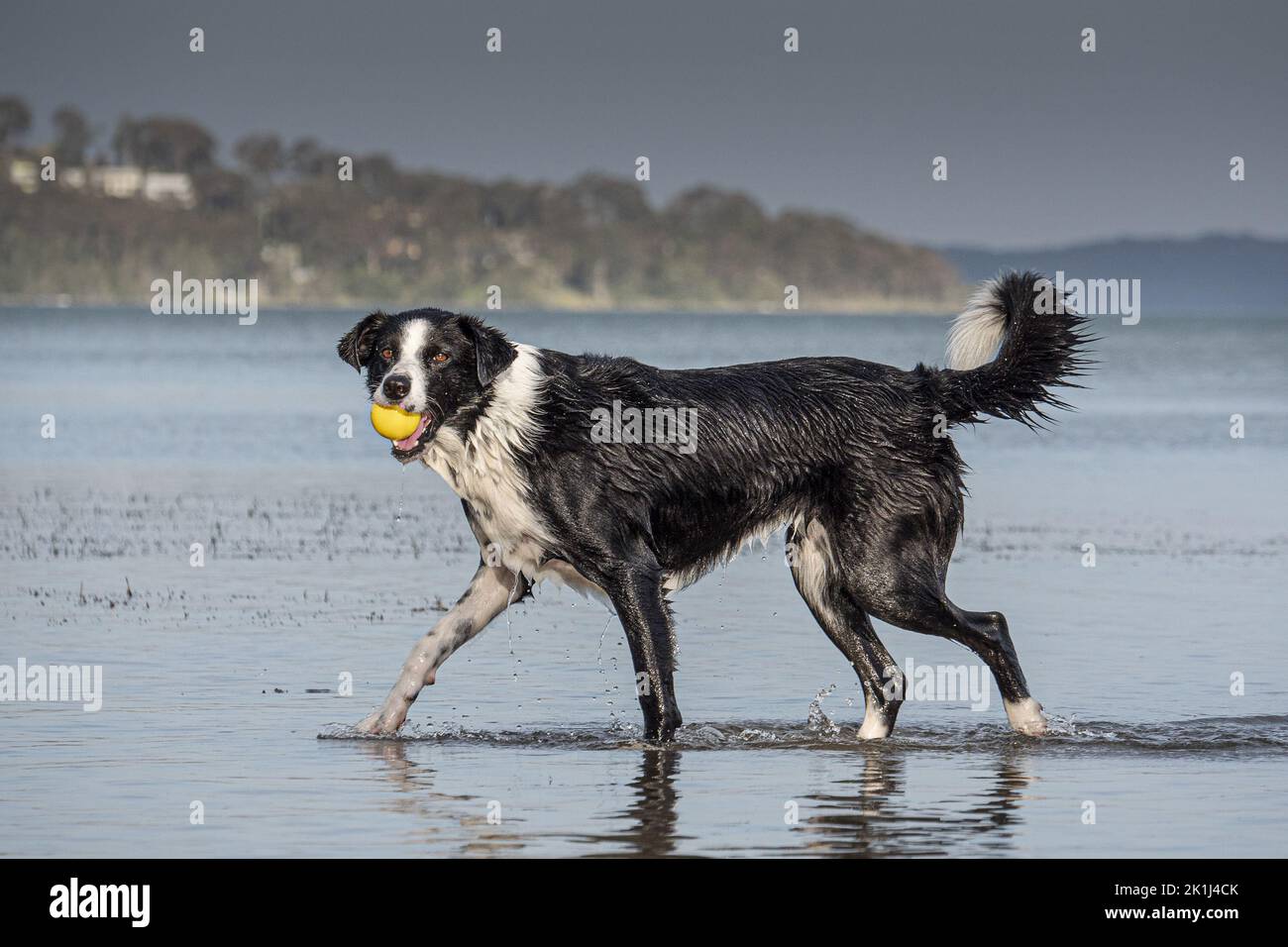 Border Collie (Canis familiaris), der am Ufer mit einer Kugel im Mund spaziert und den Besitzer hinter der Kamera betrachtet. Stockfoto