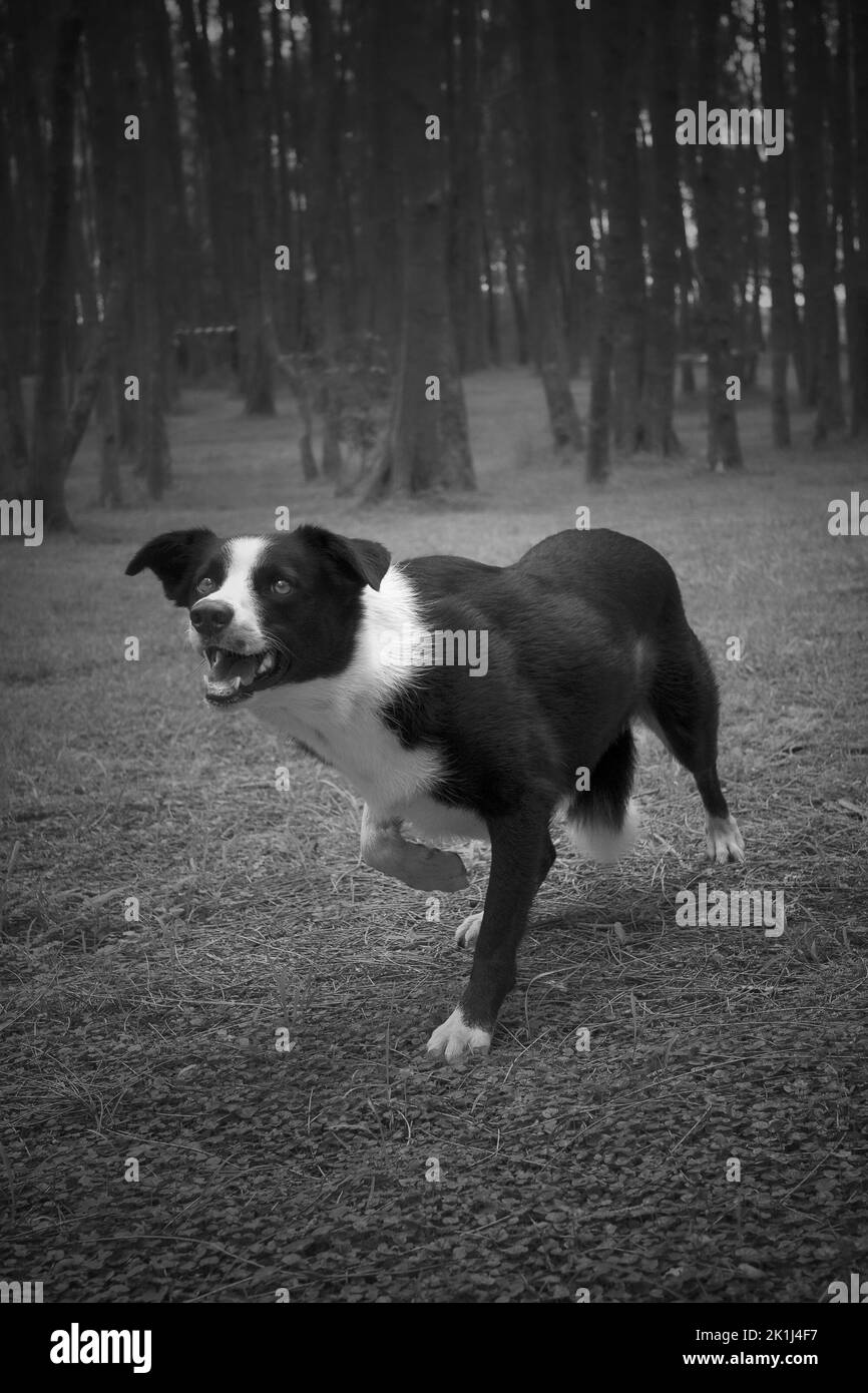 Border Collie (Canis familiaris), ein gut muskeliertes Einzelstalking. Stockfoto