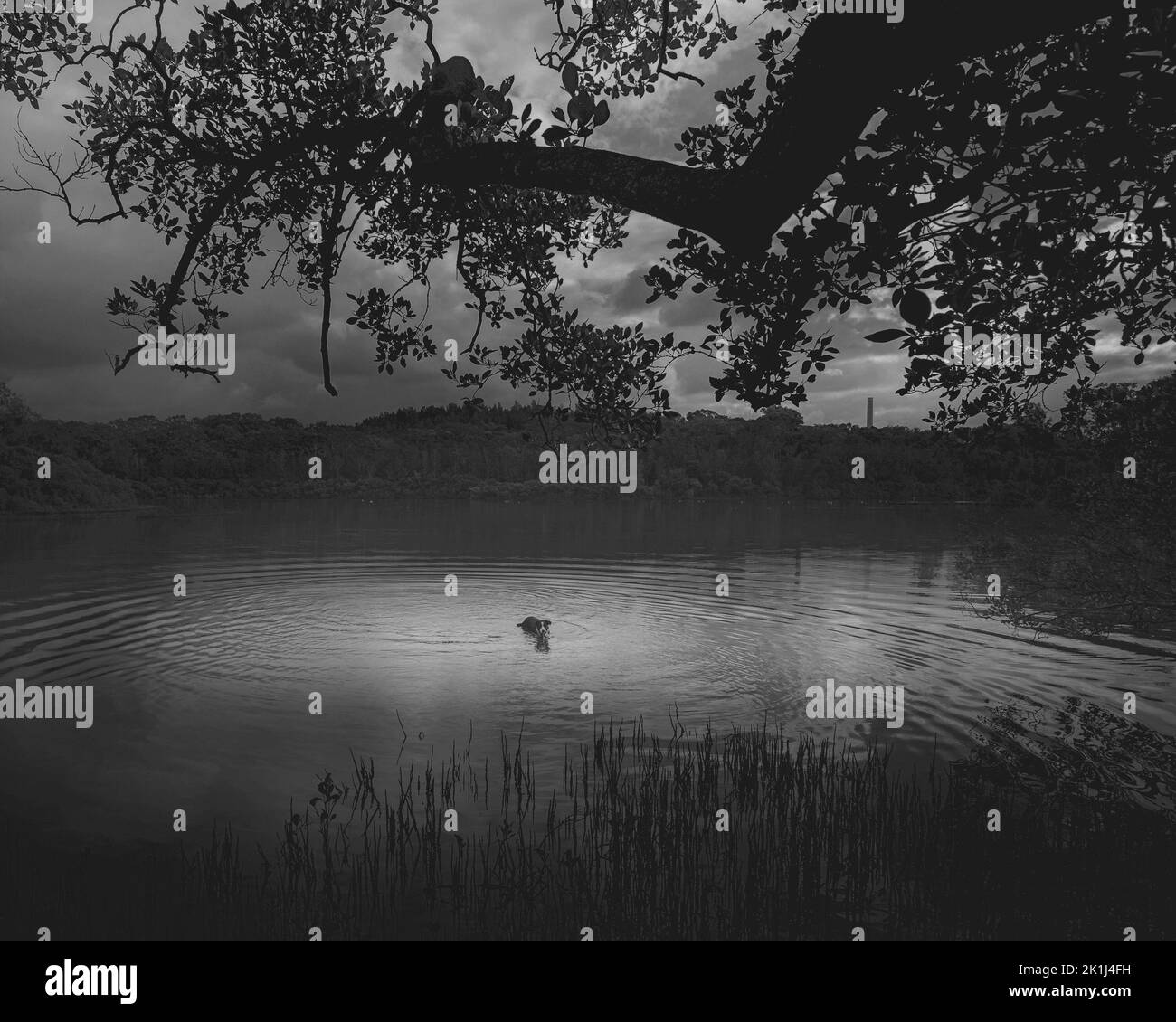 Fernblick auf einen in einer Lagune schwimmenden Border Collie (Canis familiaris). Stockfoto