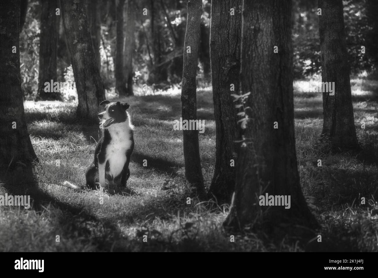 Border Collie (Canis familiaris), Erwachsener, der in einem Wald sitzt. Stockfoto
