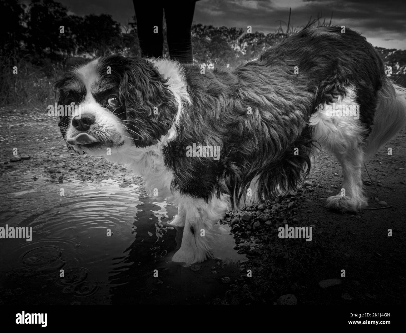 Kavalier König Karl Spaniel (Canis familiaris), der seinen Drink aus einer Pfütze unterbricht, um den Fotografen mit einem kläglichen Blick zu betrachten. Stockfoto