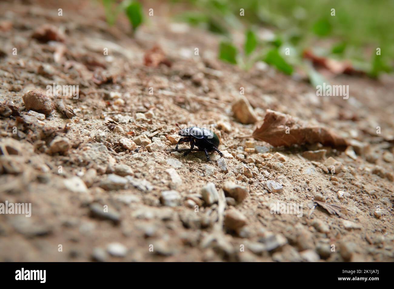 Mistkäfer (Anoplotrupes stercorosus) Stockfoto