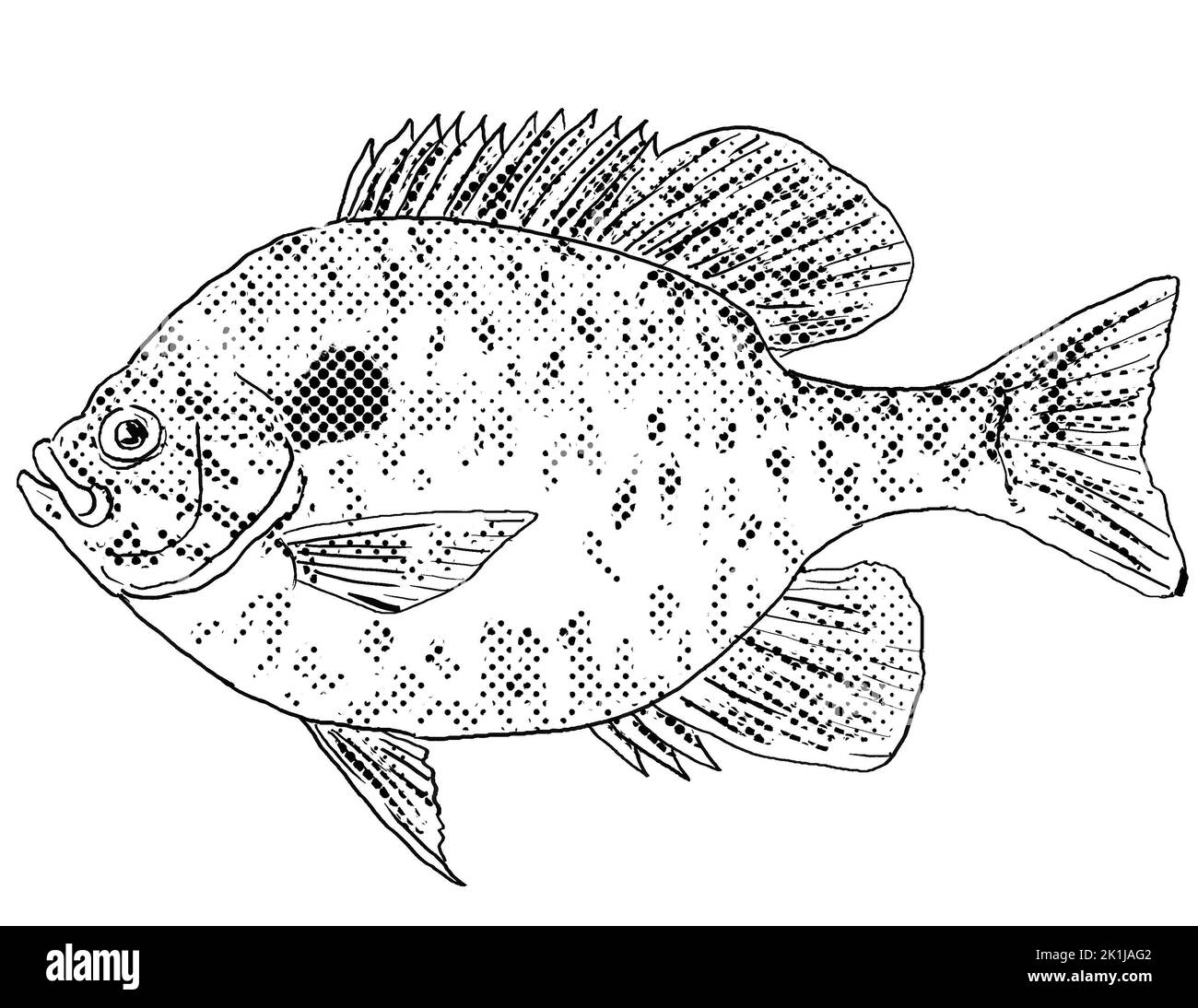 Zeichentrickfilm Linienzeichnung eines Kürbiskernes Lepomis gibbosus, Teichbarsch, gemeiner Mondfisch, punkie, Mondfisch, Sonnig oder kivver ein Süßwasserfisch endemisch t Stockfoto