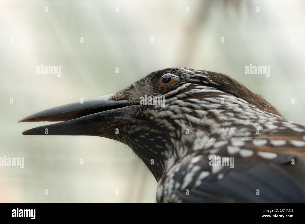 Porträt eines gefleckten Nussknackers (Nucifraga caryocatactes) Stockfoto